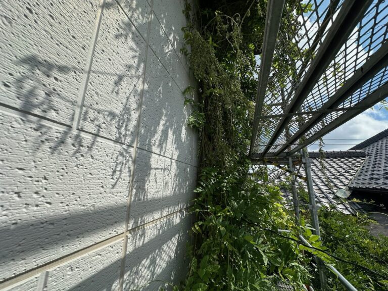 雨どいをつたう蔦(土浦市)